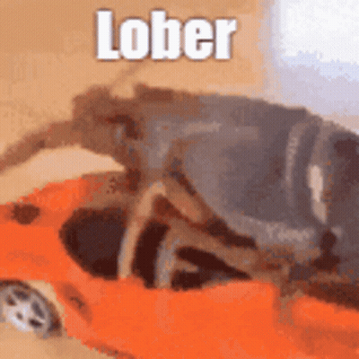 A Bug Is Sitting In A Toy Car With The Word Lober Written On It . GIF
