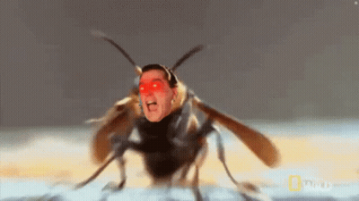 A Bug With A Man 'S Face On It GIF
