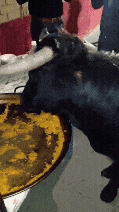 A Bull Is Eating A Piece Of Food From A Plate GIF