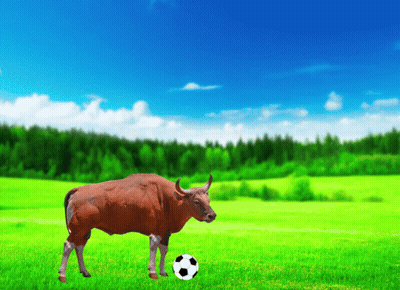 A Bull With A Soccer Ball In Its Mouth GIF
