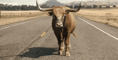 A Bull With Long Horns Is Standing On The Side Of The Road GIF