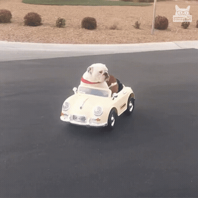 A Bulldog Is Driving A Toy Car With A License Plate That Says Aa Collective On It GIF