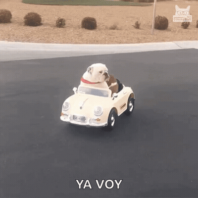A Bulldog Is Driving A Toy Car With Ya Voy Written On The Side GIF