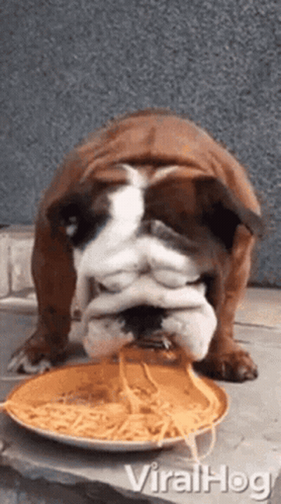 A Bulldog Is Eating Noodles From A Plate . GIF