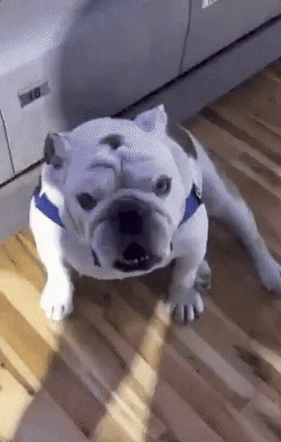 A Bulldog Is Laying On A Wooden Floor In Front Of A Printer With The Number 18 On It GIF