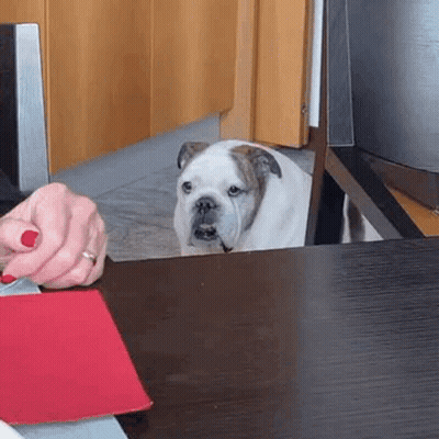 A Bulldog Is Sitting At A Table Looking At A Person 'S Hand . GIF