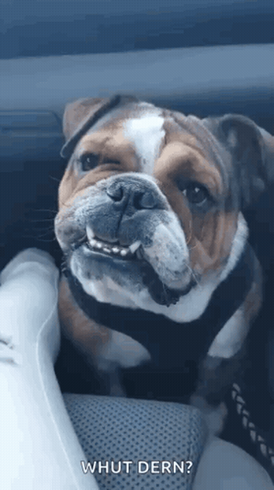 A Bulldog Is Sitting In The Back Seat Of A Car Looking At The Camera . GIF