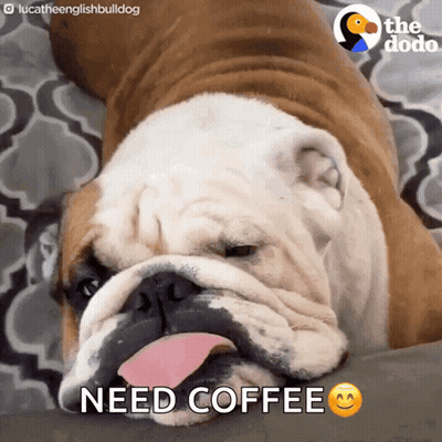 A Bulldog Laying On A Couch With Its Tongue Hanging Out And The Words Need Coffee Below It GIF