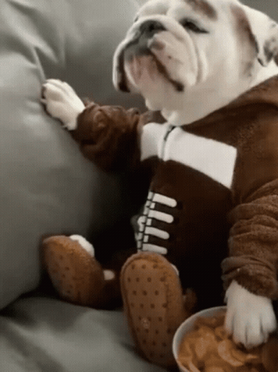 A Bulldog Wearing A Football Outfit Is Sitting On A Couch Next To A Bowl Of Food GIF