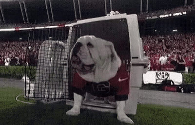 A Bulldog Wearing A Red And Black Jersey Is Standing In A Cage On A Football Field . GIF