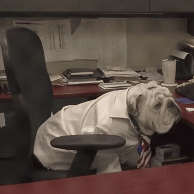 A Bulldog Wearing A White Shirt And Tie Is Sitting On A Desk GIF