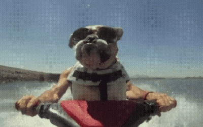 A Bulldog Wearing Sunglasses And A Life Vest Is Riding A Jet Ski GIF