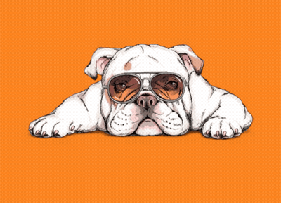 A Bulldog Wearing Sunglasses And The Words Cool & Lazy GIF