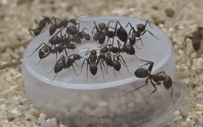 A Bunch Of Ants Are Gathered Around A Small Plastic Container GIF