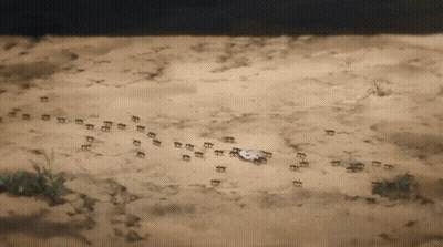 A Bunch Of Ants Are Walking In The Sand GIF