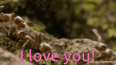 A Bunch Of Ants On A Rock With The Words I Love You In Pink GIF