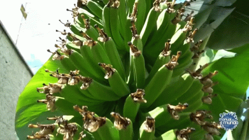 A Bunch Of Bananas Are Growing On A Tree With A Logo For Manual El Mundo In The Background GIF