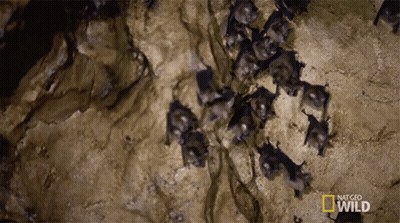 A Bunch Of Bats Are Hanging From A Rock With The Words National Geographic Wild Written On The Bottom GIF