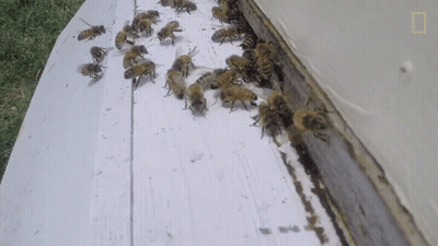 A Bunch Of Bees Are Crawling On The Side Of A Building GIF
