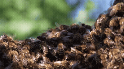 A Bunch Of Bees Are Gathered Together On A Tree GIF