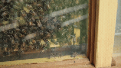 A Bunch Of Bees Are Sitting On A Window Sill GIF
