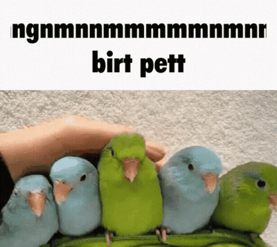 A Bunch Of Birds Are Sitting Next To Each Other And A Person Is Petting One Of Them GIF