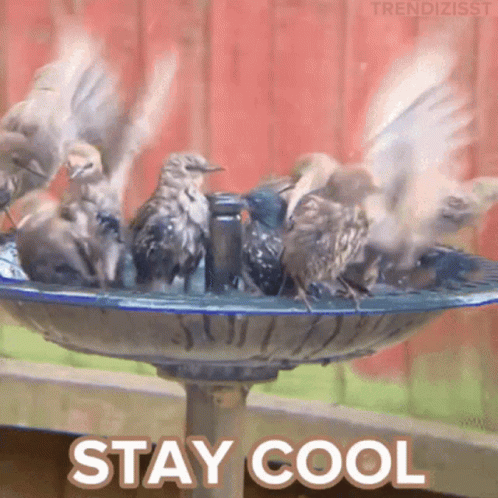 A Bunch Of Birds Sitting On Top Of A Bird Bath With The Words Stay Cool Written Below Them GIF