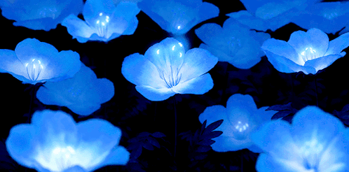 A Bunch Of Blue Flowers That Are Lit Up In The Dark GIF