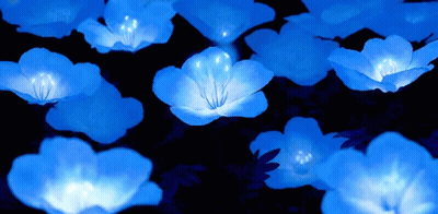 A Bunch Of Blue Flowers That Are Lit Up In The Dark GIF