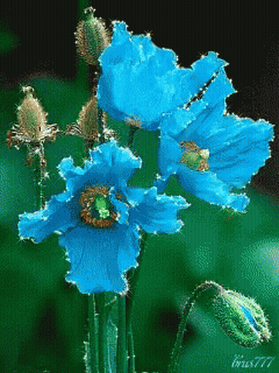 A Bunch Of Blue Flowers With A Green Center And The Number 777 On The Bottom GIF