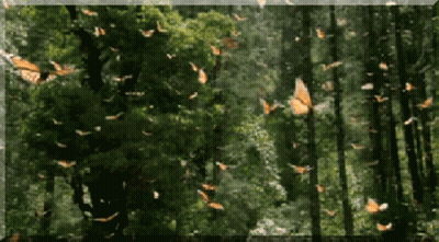 A Bunch Of Butterflies Are Flying Through The Trees GIF