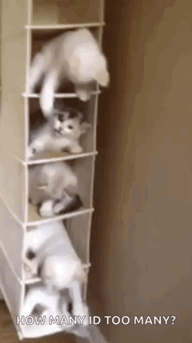 A Bunch Of Cats Are Playing In A Shoe Rack And Asking How Many Id Too Many . GIF