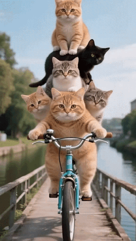 A Bunch Of Cats Are Riding A Bicycle On A Bridge GIF
