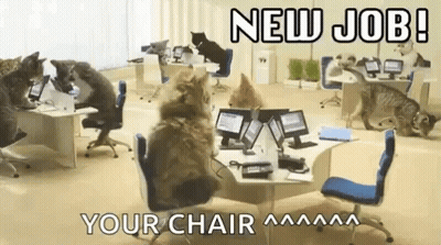 A Bunch Of Cats Are Sitting At Desks In An Office With Computers . GIF