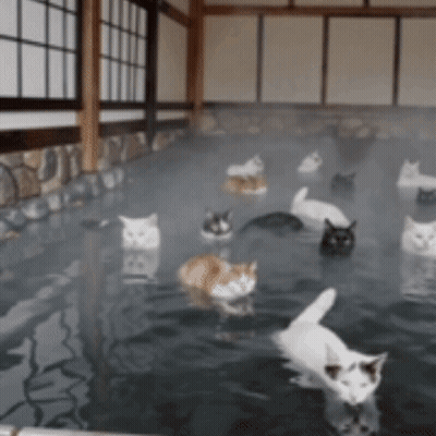 A Bunch Of Cats Are Swimming In A Pool Of Water GIF