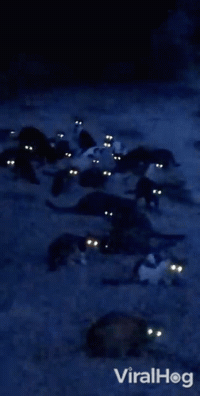 A Bunch Of Cats With Glowing Eyes Are In The Dark GIF