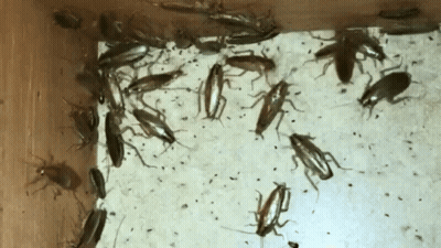 A Bunch Of Cockroaches Are Crawling In A Box GIF