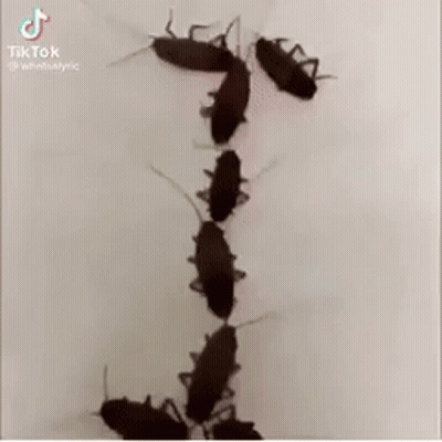 A Bunch Of Cockroaches Are Standing On A White Surface . GIF
