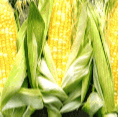 A Bunch Of Corn On The Cob With Green Leaves On Them GIF