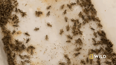 A Bunch Of Crickets Are Sitting On A White Surface With The Word Wild On The Bottom GIF