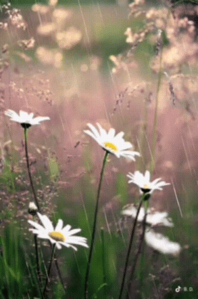 A Bunch Of Daisies Are In The Rain GIF