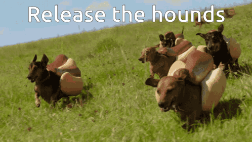 A Bunch Of Dogs Are Running In A Field With The Words Release The Hounds Written Above Them GIF