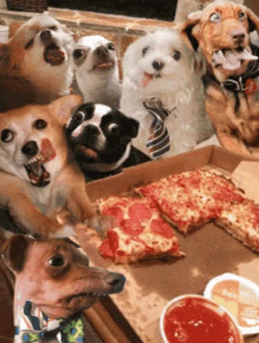 A Bunch Of Dogs Are Sitting Around A Pizza Box GIF
