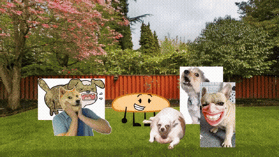 A Bunch Of Dogs Are Standing In A Backyard GIF