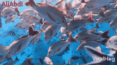 A Bunch Of Fish Are Swimming In The Ocean With The Name Aliabdi On The Top Left GIF