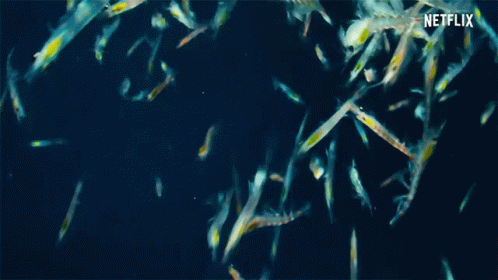 A Bunch Of Fish Are Swimming In The Water And Netflix Is Written On The Bottom Of The Screen . GIF