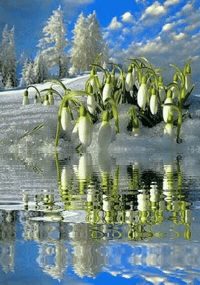 A Bunch Of Flowers Are Growing Out Of The Water GIF