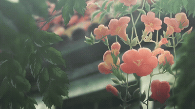 A Bunch Of Flowers Are Hanging From A Tree GIF