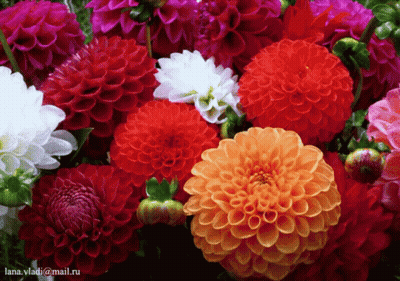 A Bunch Of Flowers With The Email Lana.vladi@mail.ru On The Bottom Right GIF