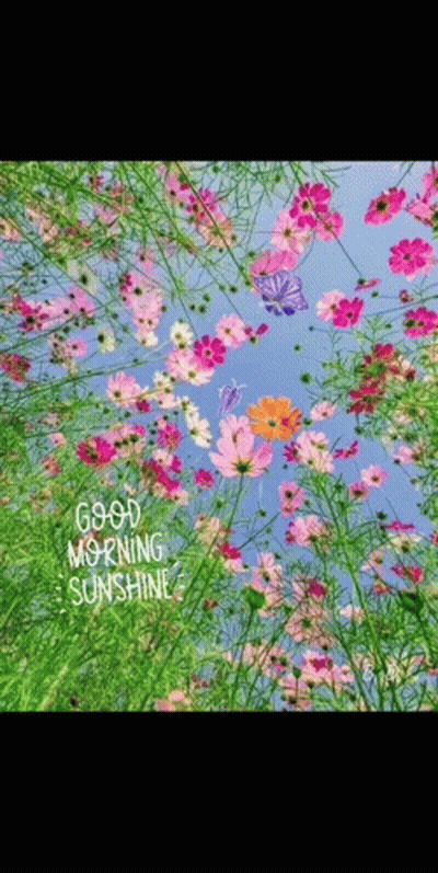 A Bunch Of Flowers With The Words Good Morning Sunshine Written On It GIF